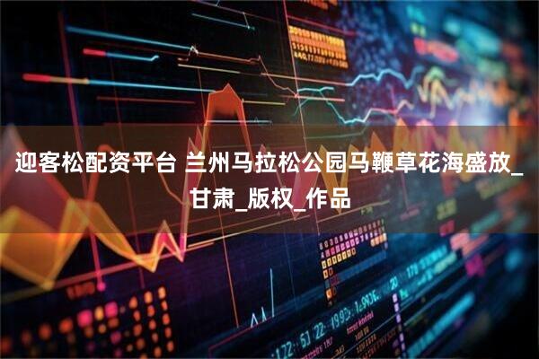 迎客松配资平台 兰州马拉松公园马鞭草花海盛放_甘肃_版权_作品